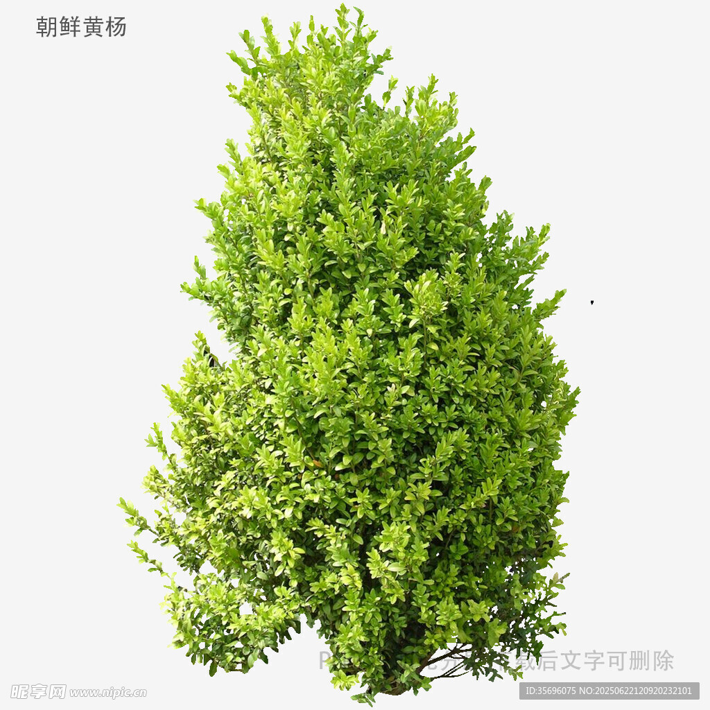 翠绿挺拔的单株绿植