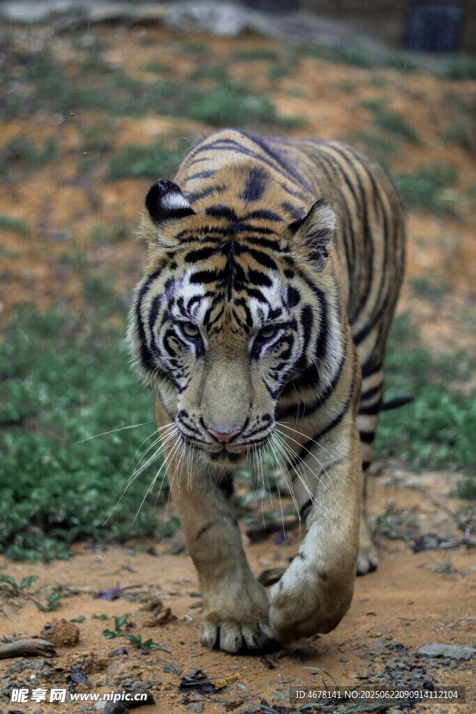 行走的斑斓猛虎