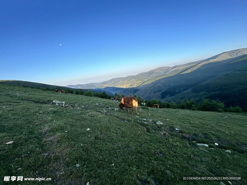草原上的牛与美丽远山