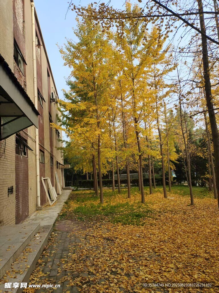 秋日校园落叶美景