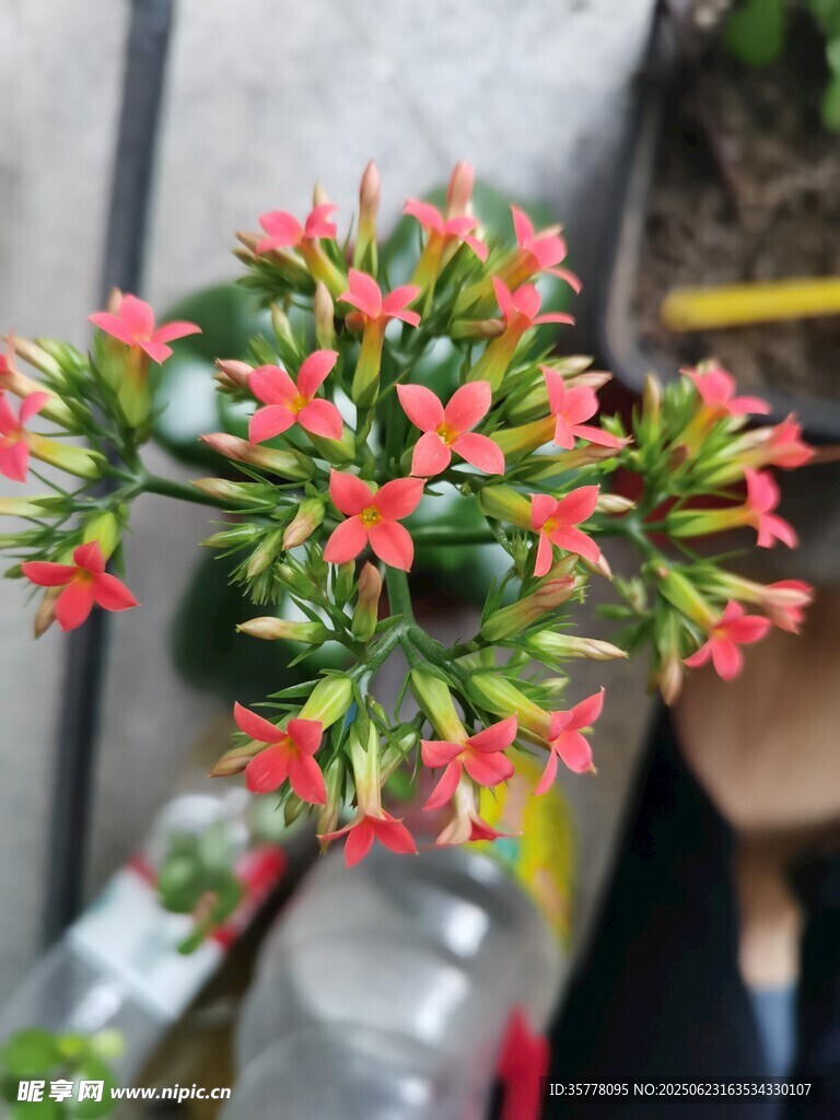 娇艳繁星花绽放