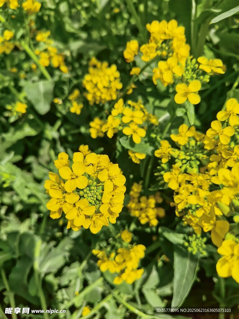 金黄灿烂的油菜花绽放