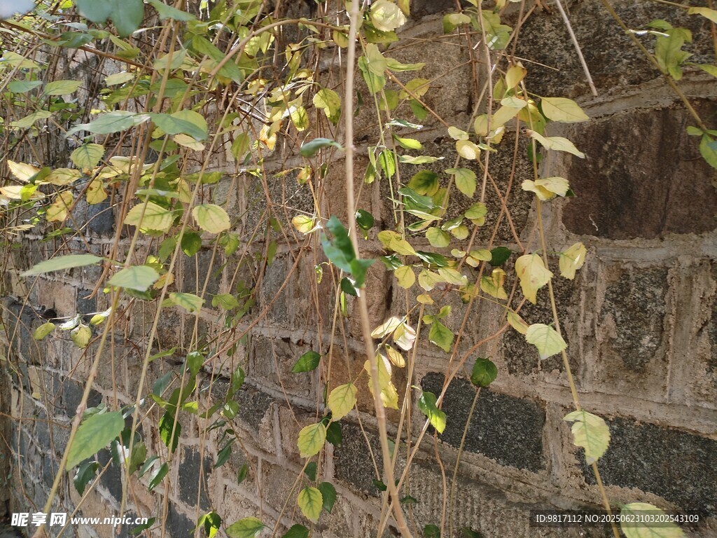 石墙枯藤