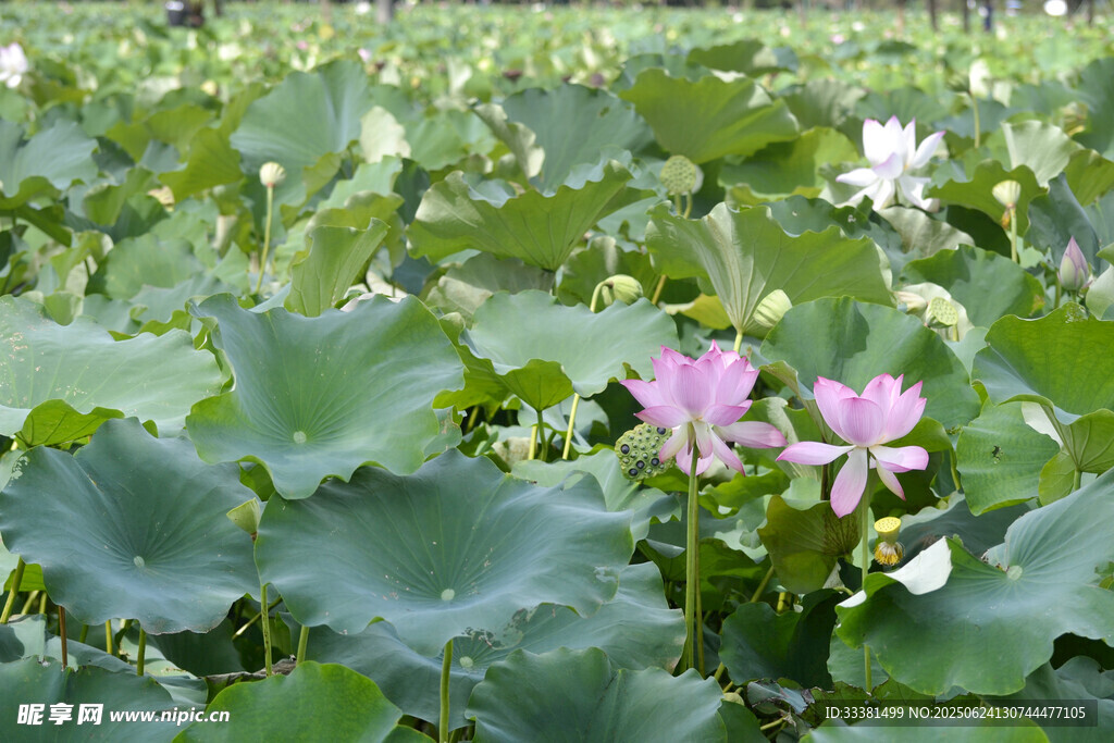 梅江生态园的娇艳荷花绽放