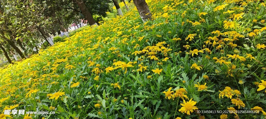 金黄灿烂的花卉景观