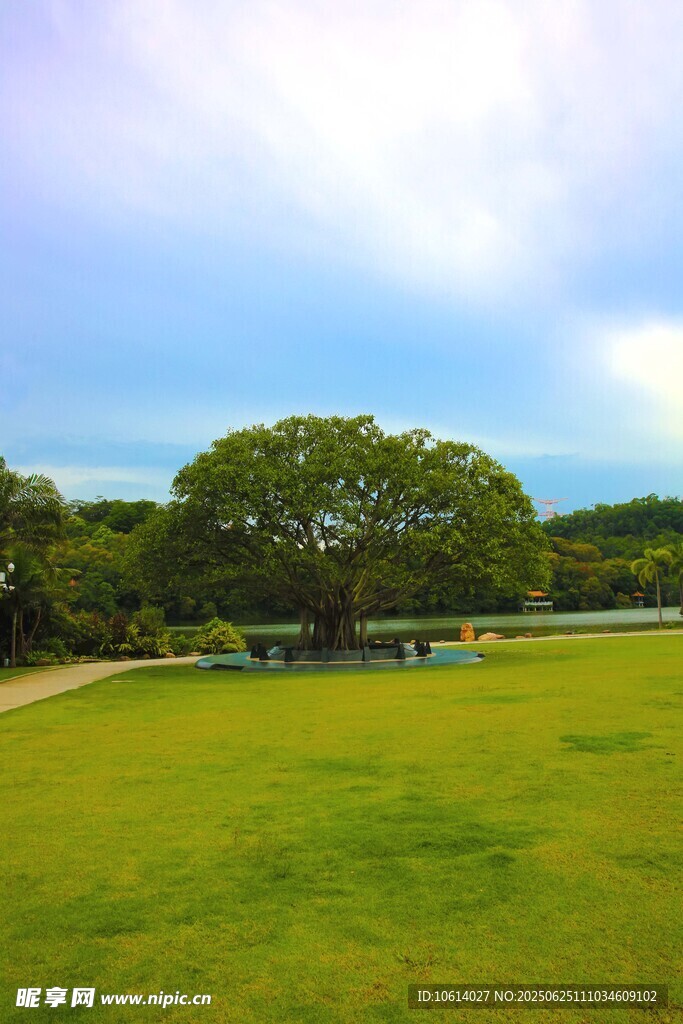 深圳仙湖小平手植榕树