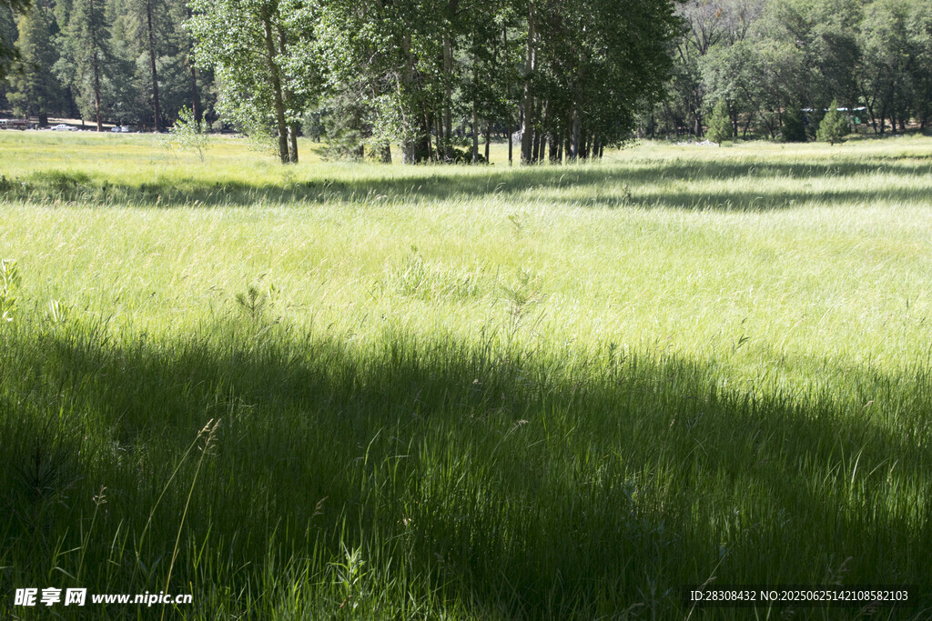 绿意盎然的开阔草地景观