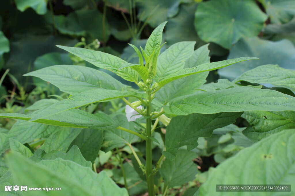 芝麻植株  