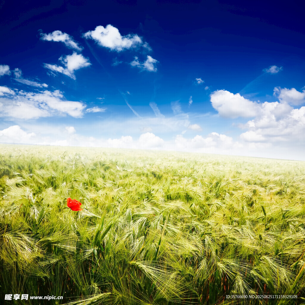 麦田中的一抹红