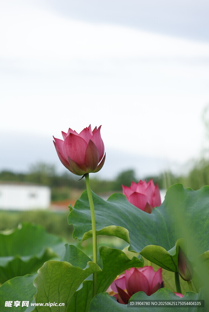 娇艳荷花绽放于绿叶间