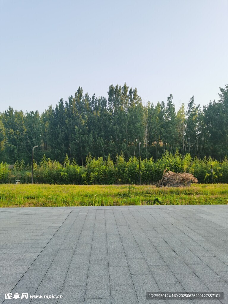 开阔广场与葱郁树林景观