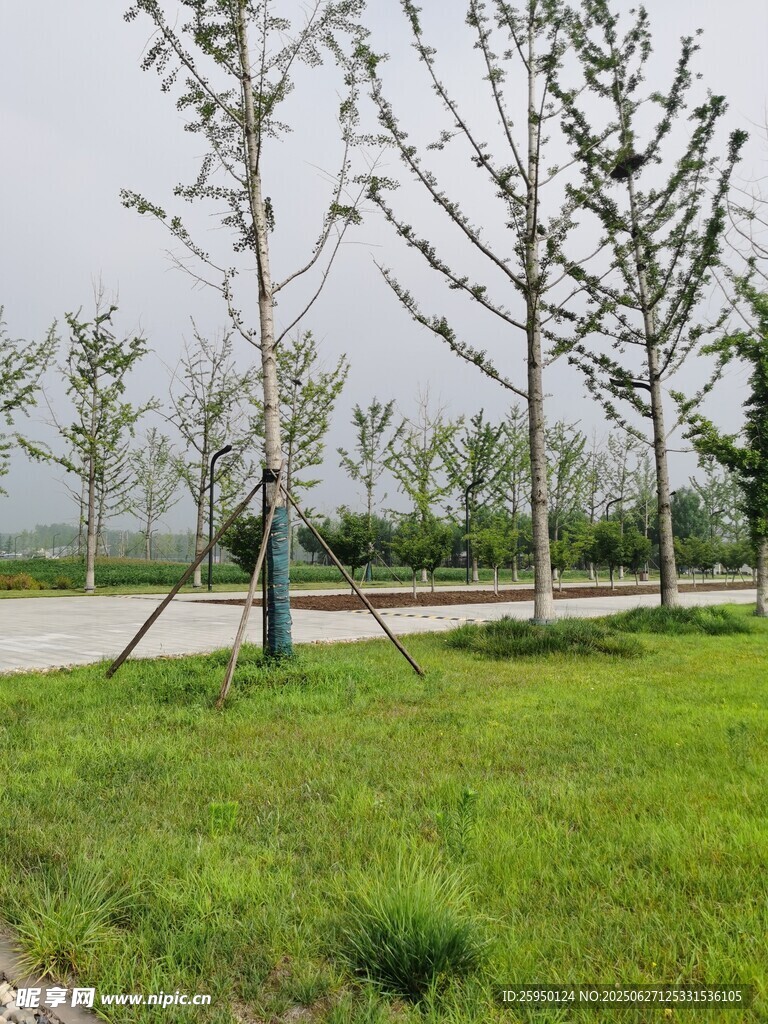 户外草地旁的树木景观