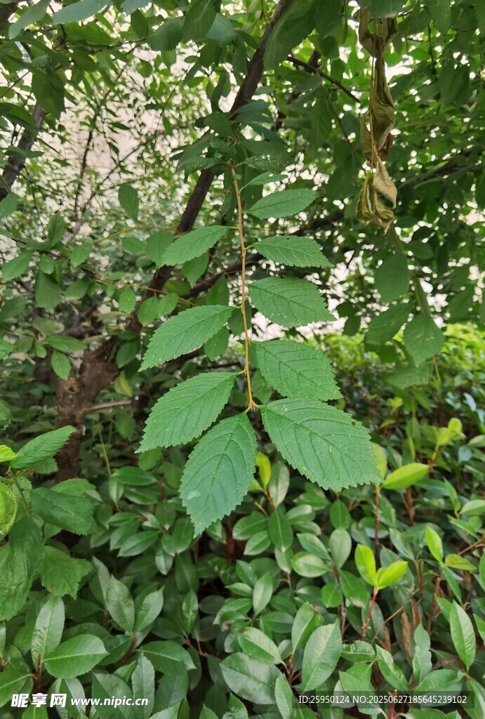 绿叶繁茂的植物景象