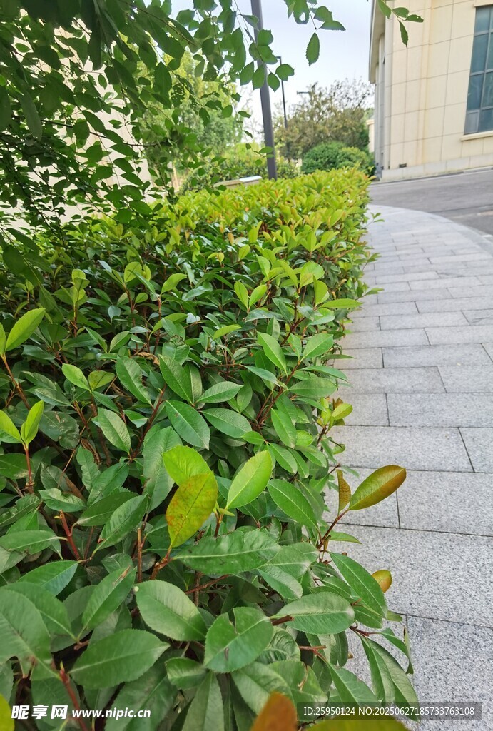 路边绿植景观