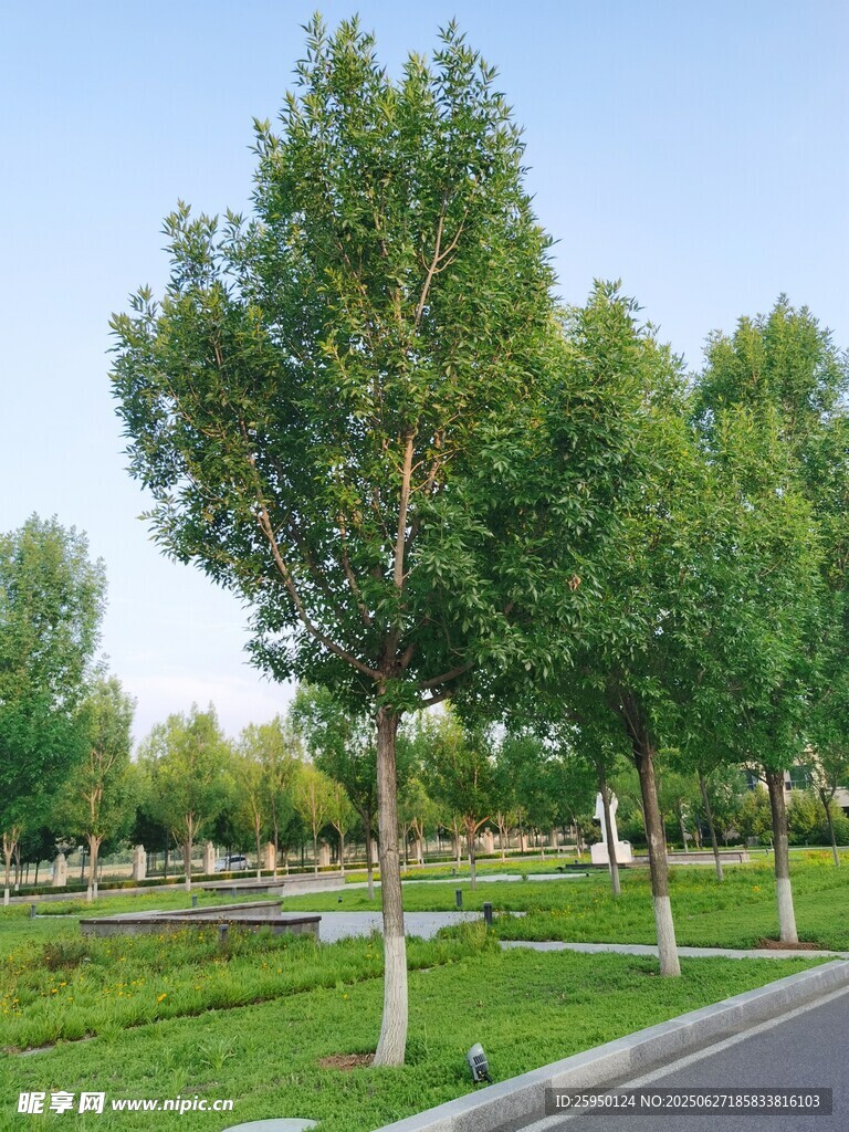 道路旁绿树成荫的公园景色