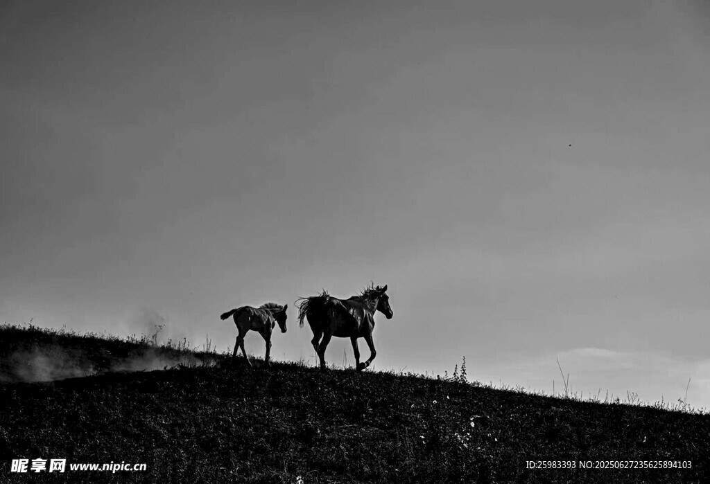 山坡上的马