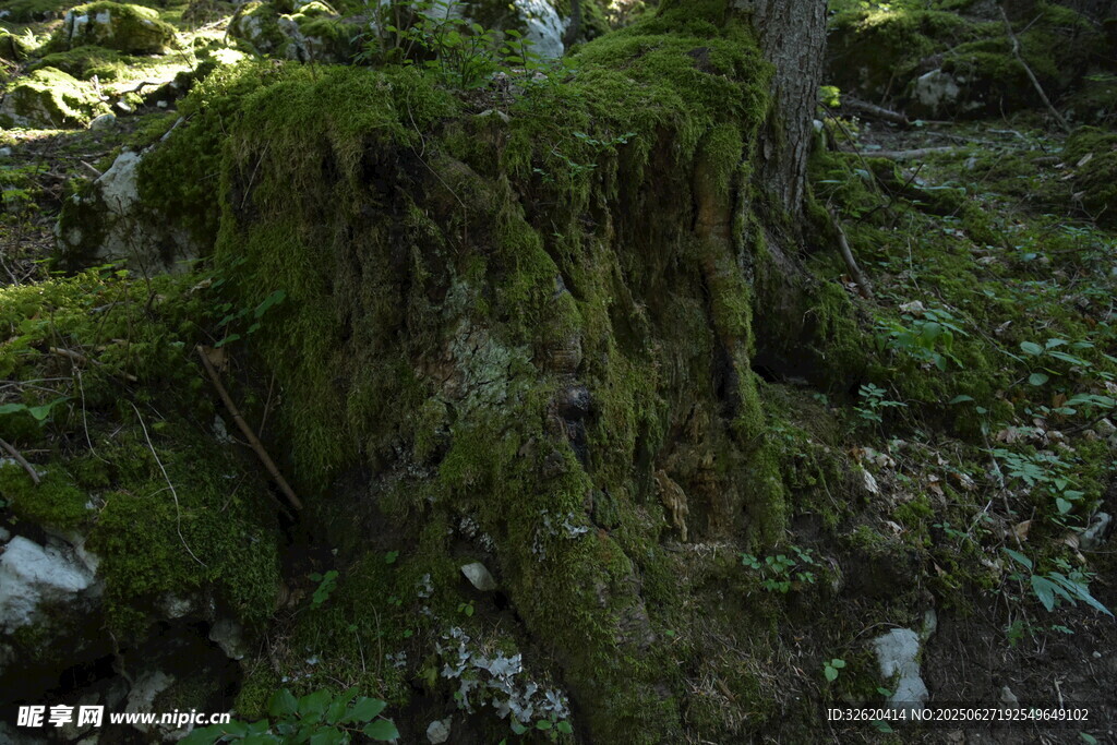 森林中长满青苔的古老树桩