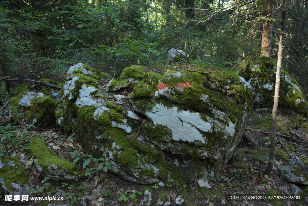 森林中布满青苔的岩石景观