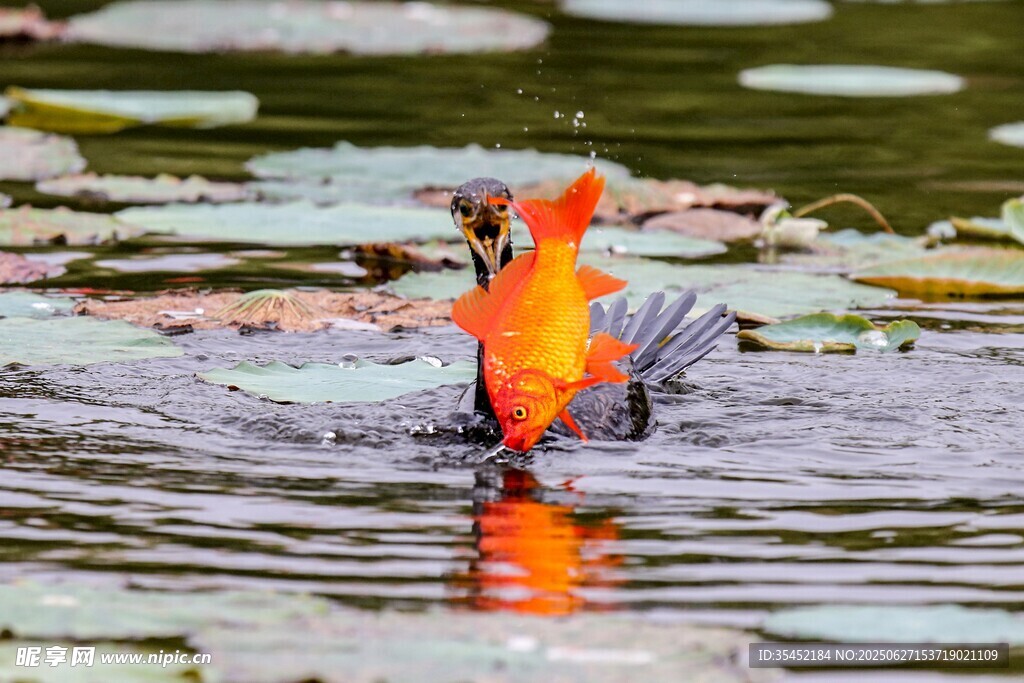 池鹭捕鱼