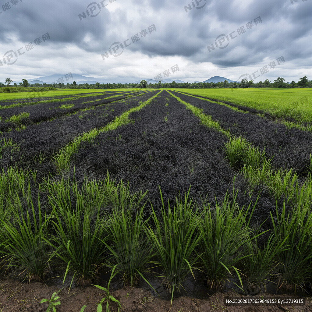 黑稻田