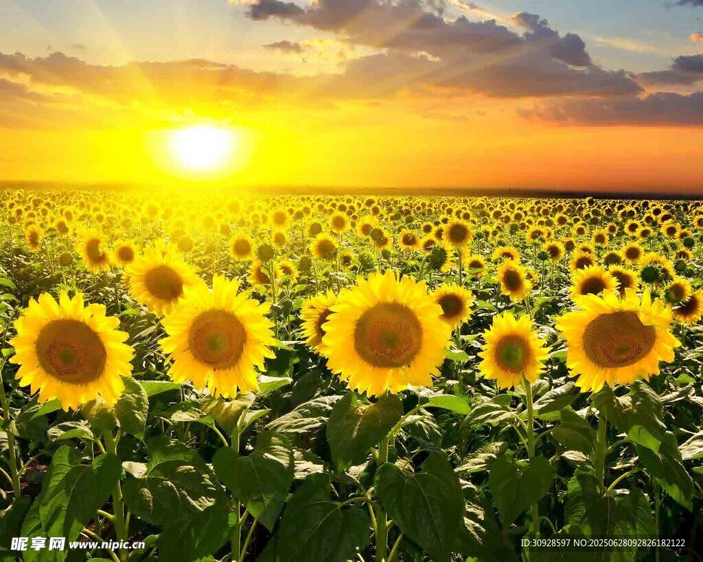 夕阳下的向日葵花海