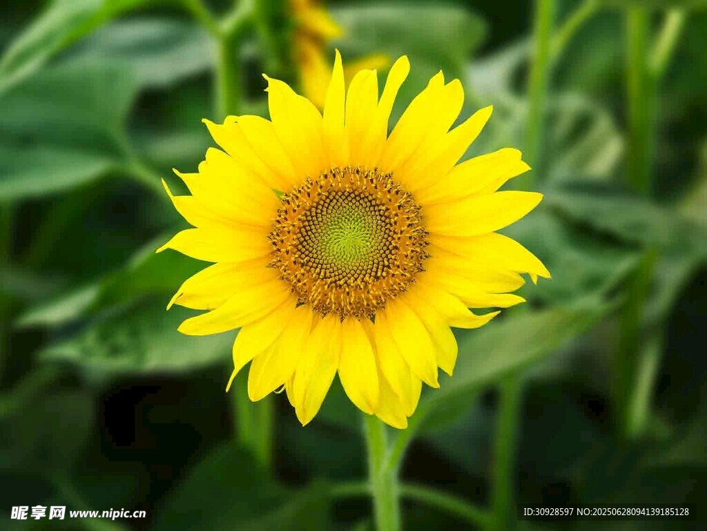 绽放的黄色向日葵