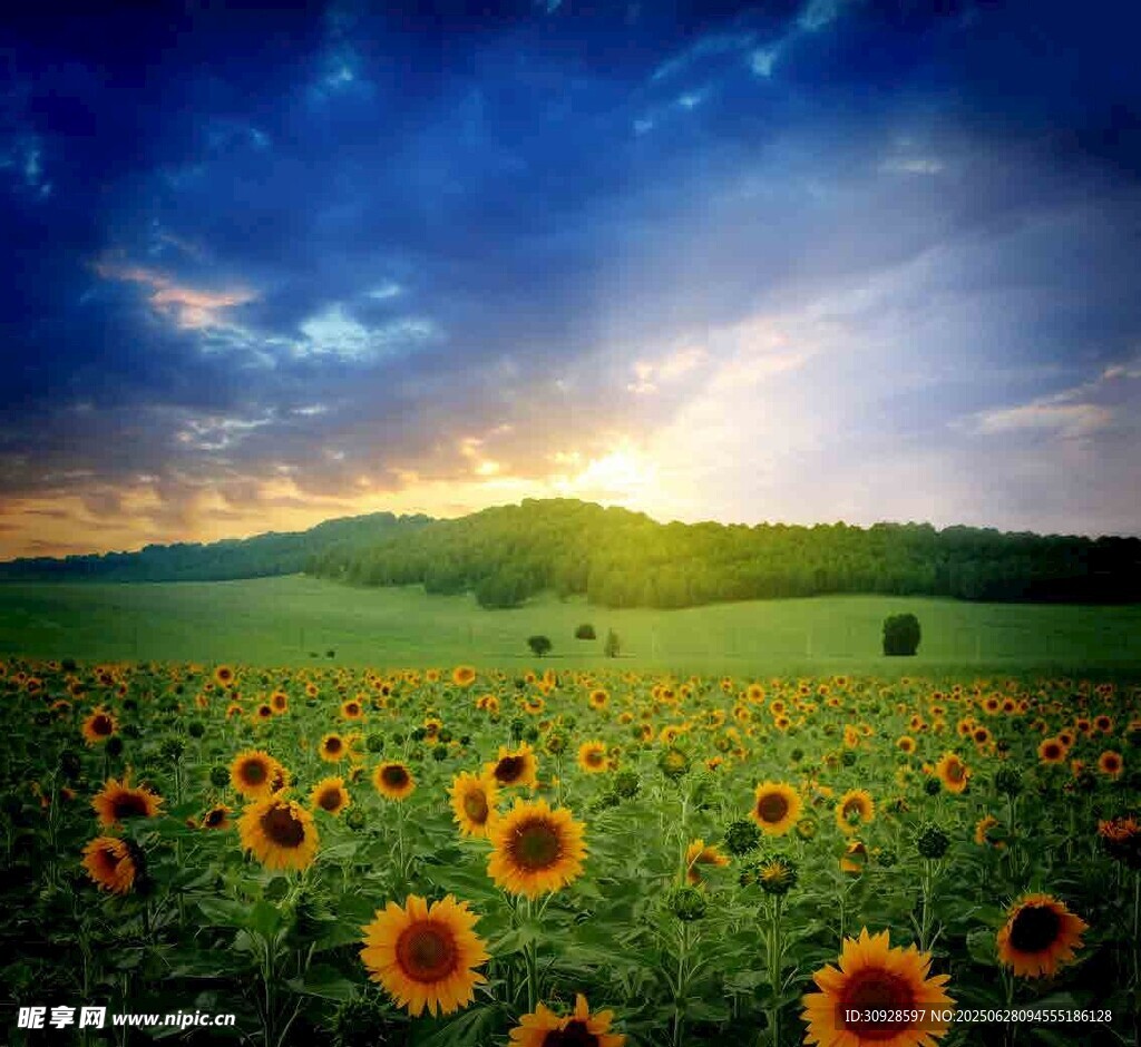 夕阳下的向日葵花海