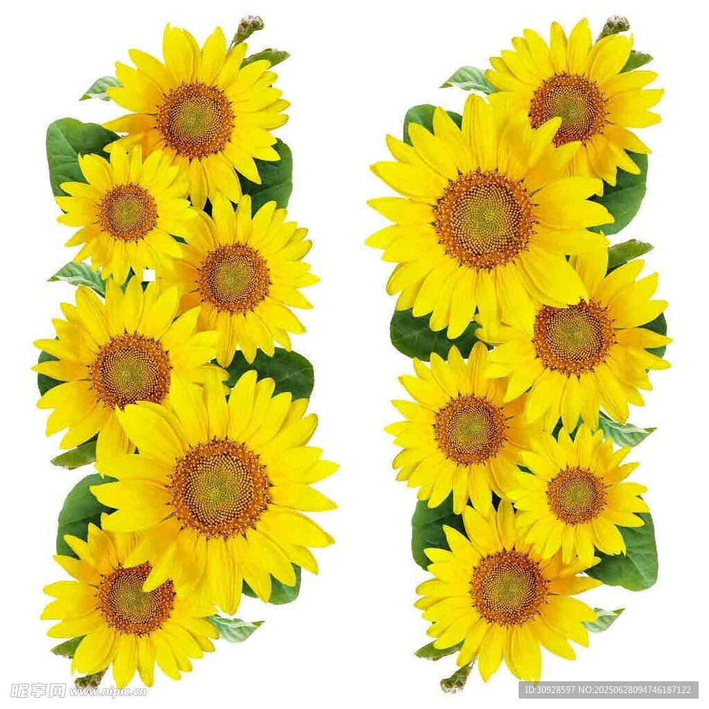 两列向日葵花朵图案