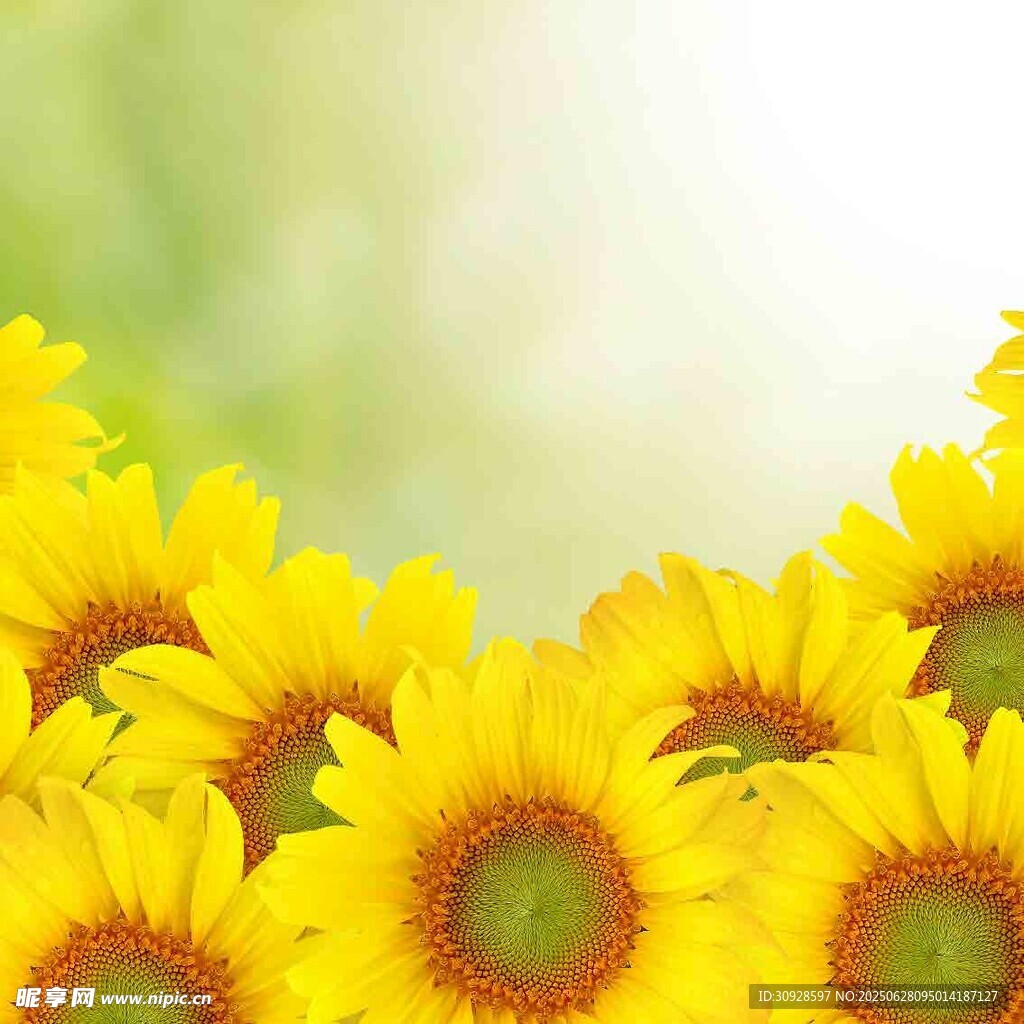 向日葵花海背景图