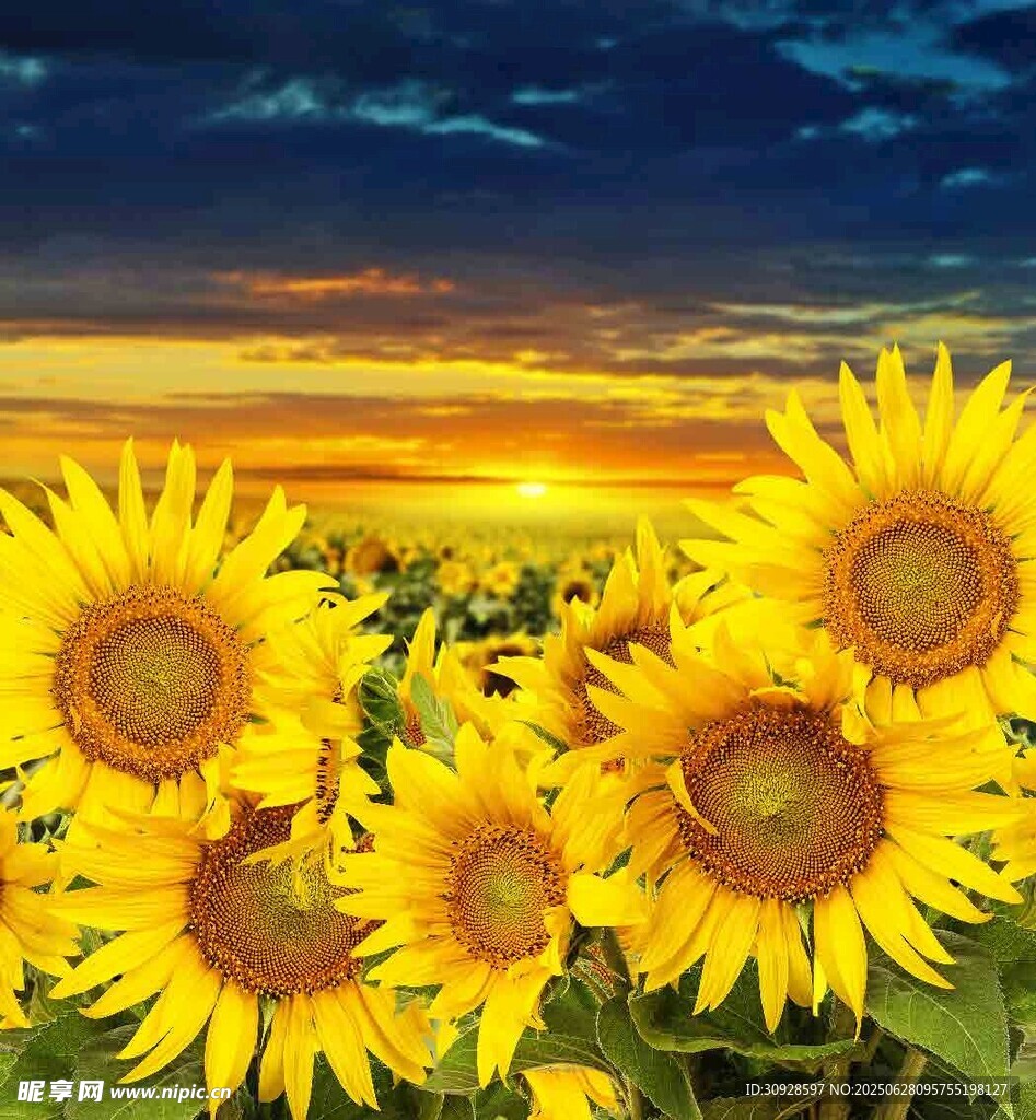 夕阳下的向日葵花海