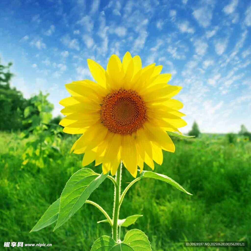 阳光下的灿烂向日葵