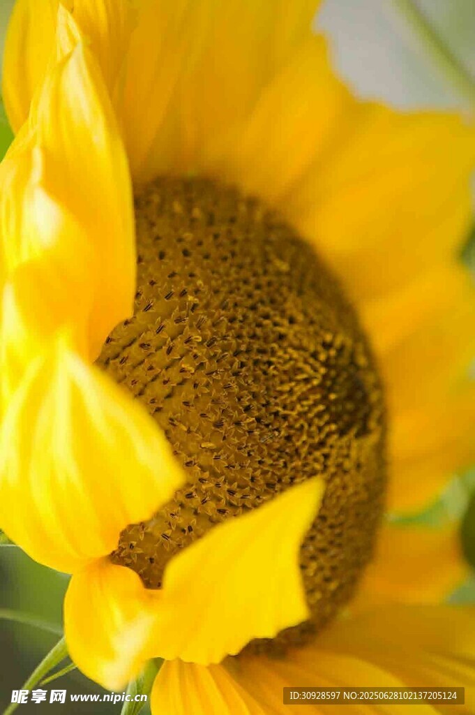 绽放的向日葵特写