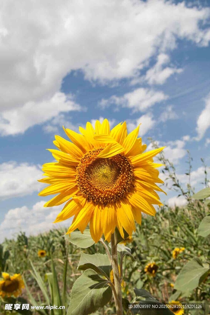 阳光下的灿烂向日葵