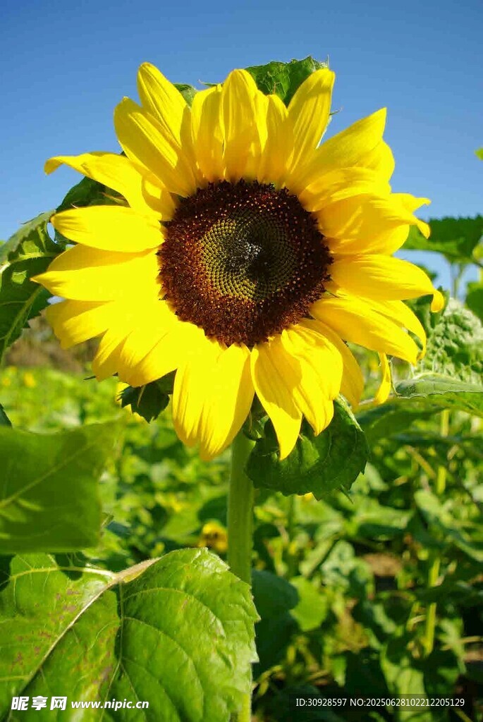 阳光下的灿烂向日葵