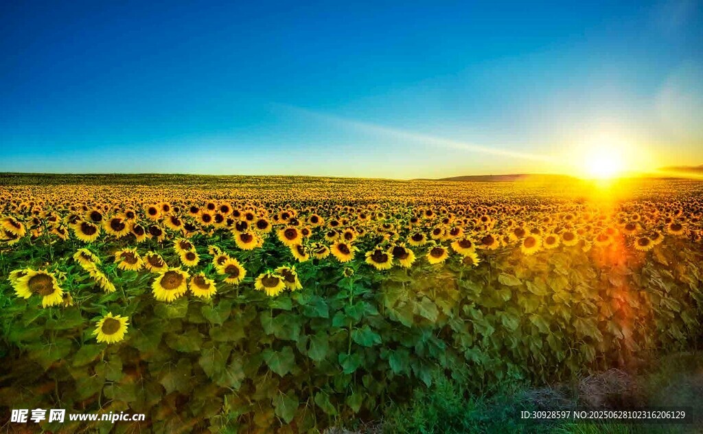 夕阳下的向日葵花海