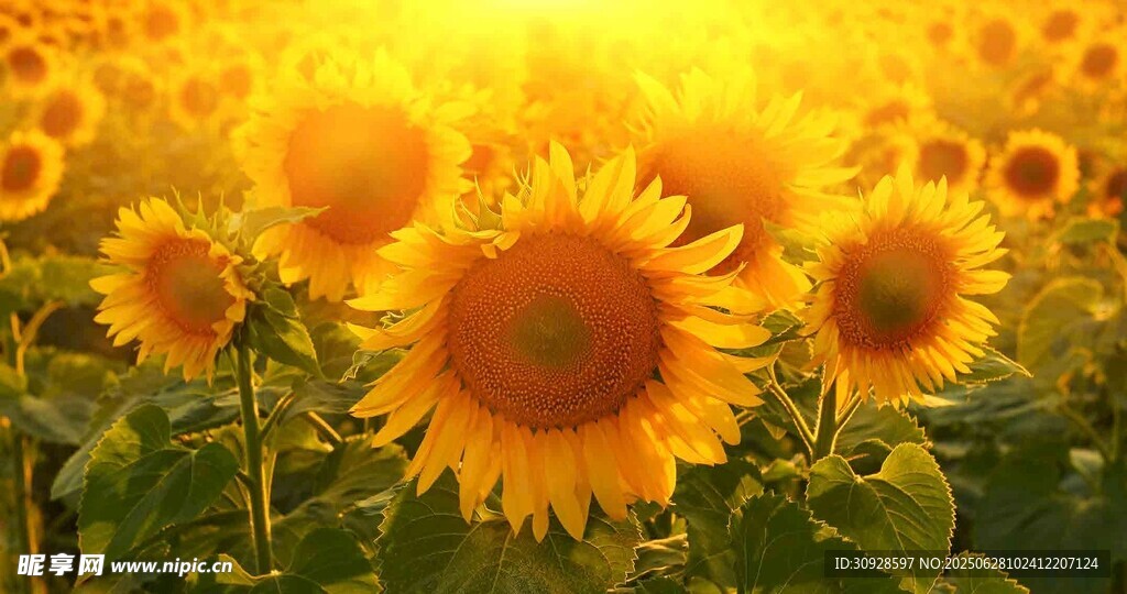 金色向日葵花海