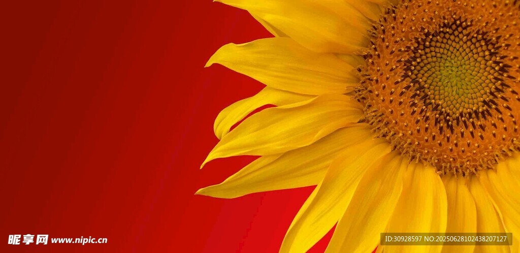 红色背景上的单朵向日葵