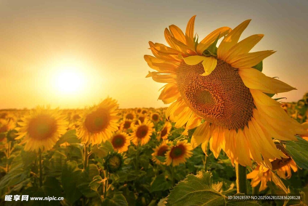 夕阳下的向日葵花海