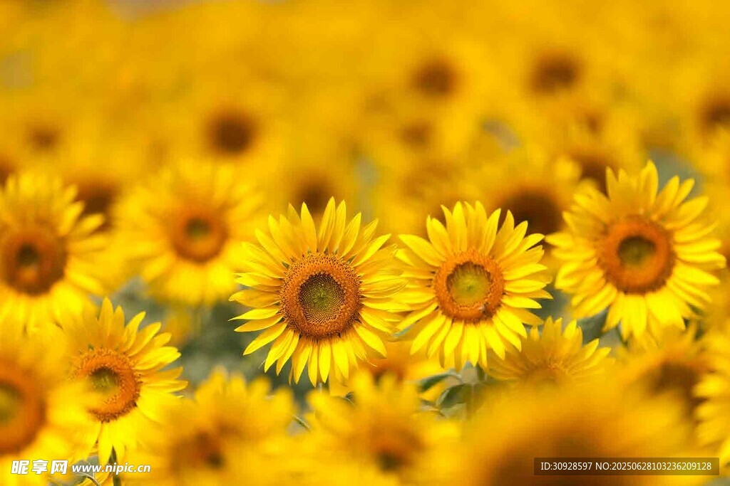 灿烂向日葵花海