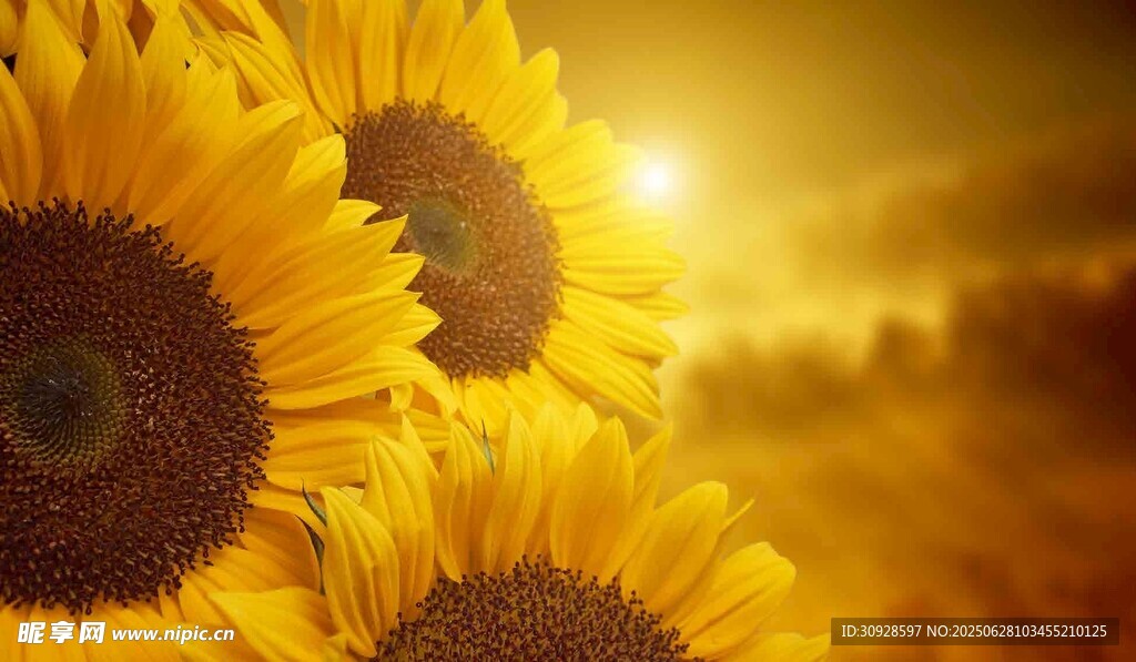 夕阳下的向日葵花海