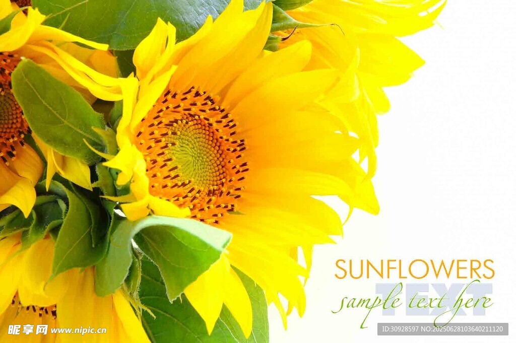 绽放的向日葵花朵