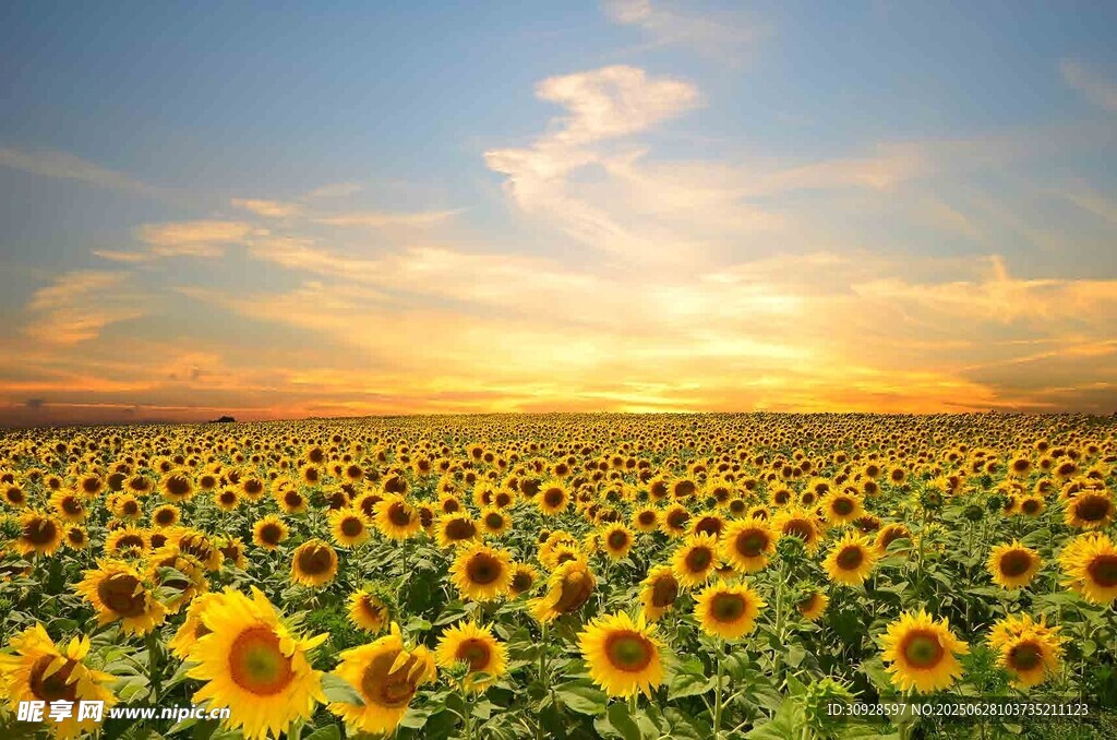 夕阳下的向日葵花海