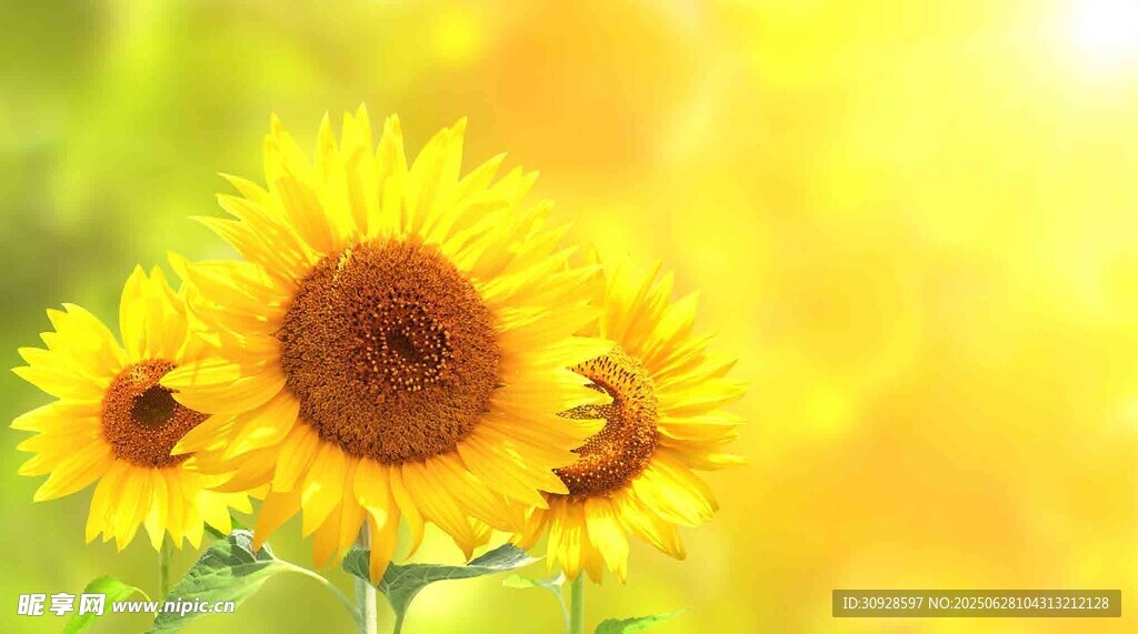 阳光下的灿烂向日葵