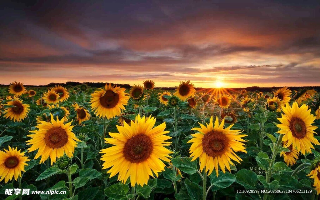 夕阳下的向日葵花海