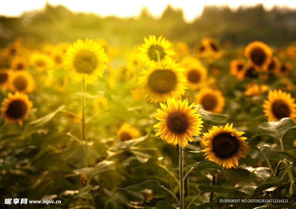 阳光下的向日葵花海