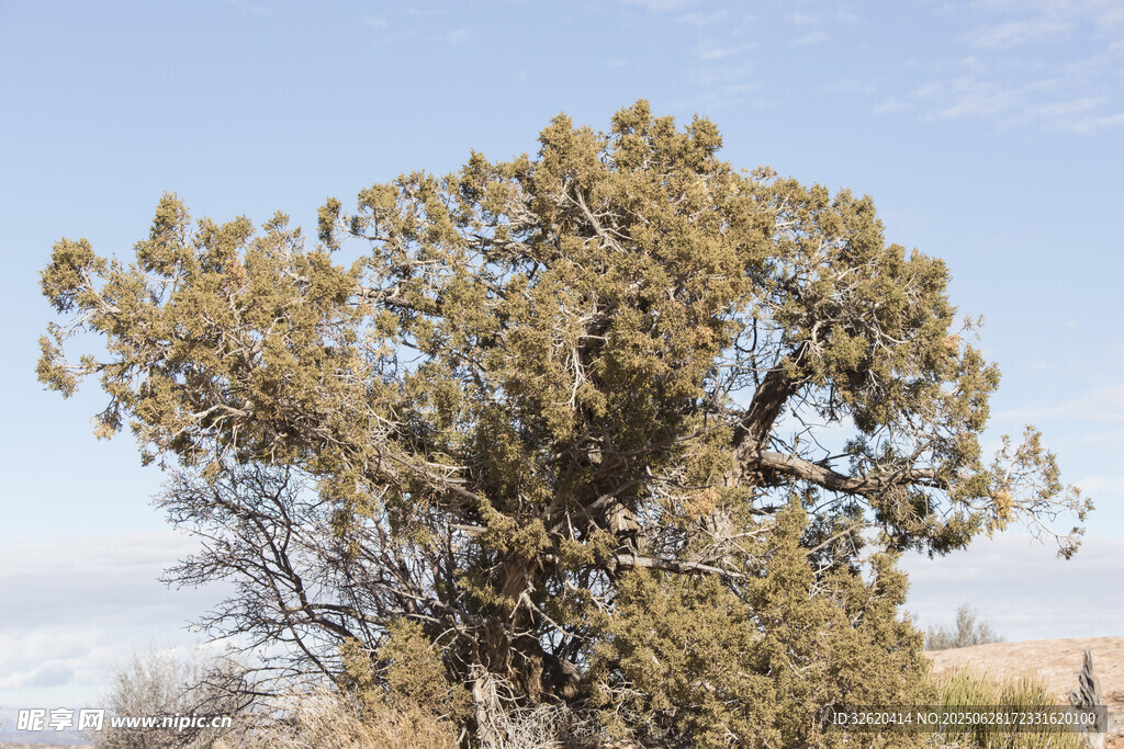 野外茂盛的树木