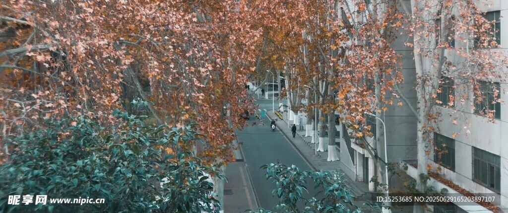 秋日街道旁的多彩树木