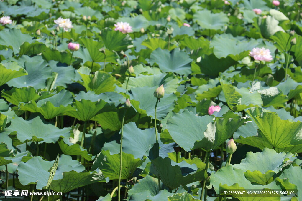 夏日荷塘绿意浓