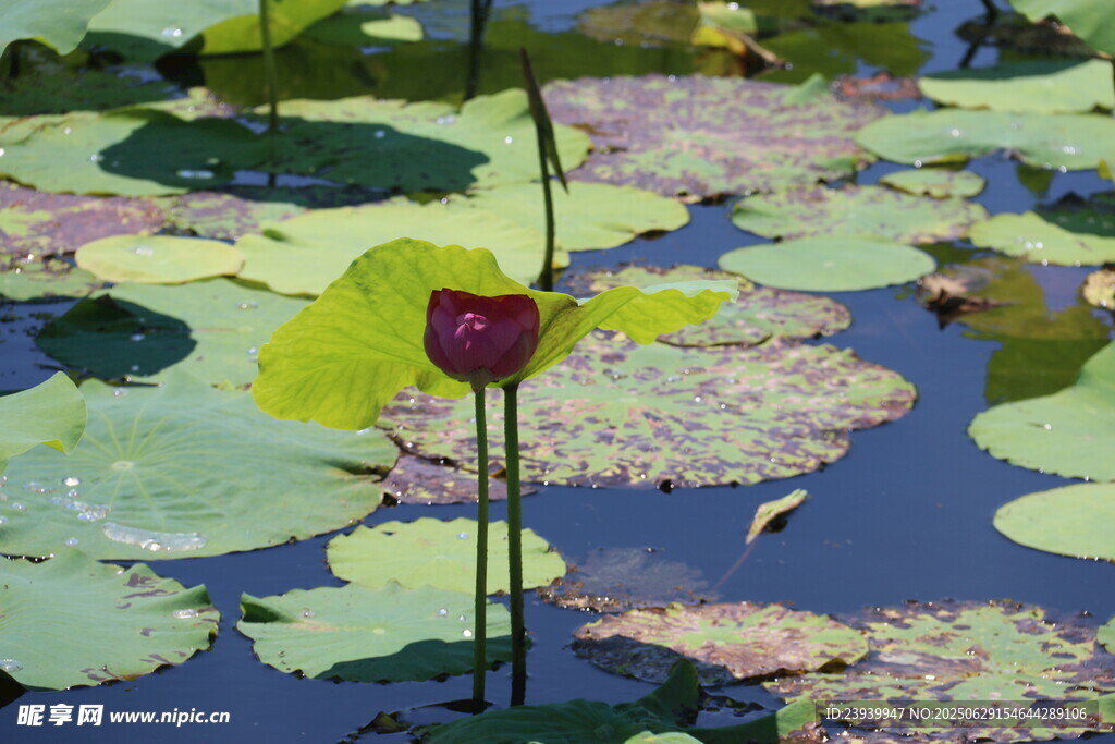 水中绽放的娇艳红荷