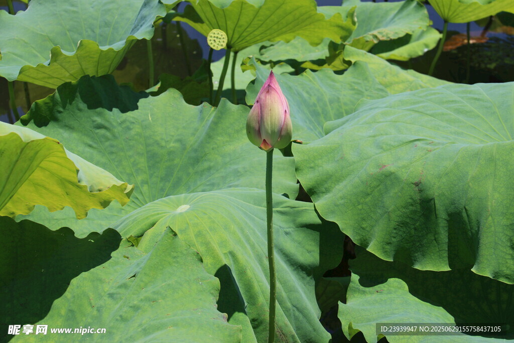 含苞待放的荷花与荷叶